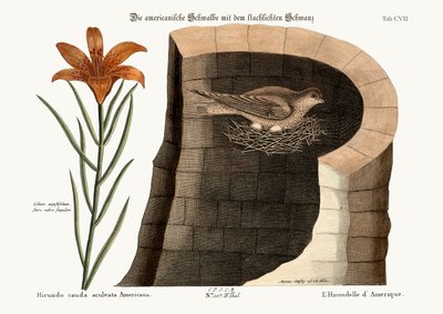 La Rondine Americana, 1749-73 da Mark Catesby